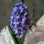 Hyacinthus orientalisΛουλούδι