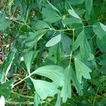 Aquilegia chrysantha Leaf