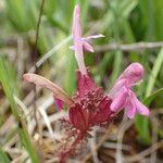 Pedicularis sylvatica Flower
