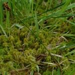 Carex chordorrhiza موطن