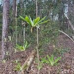 Magnolia macrophylla List