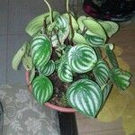 Peperomia argyreia Лист