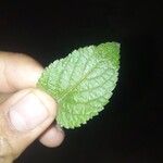 Stachytarpheta frantzii Leaf