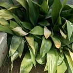 Aspidistra elatior Lapas