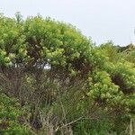 Hubertia ambavilla Habitatea