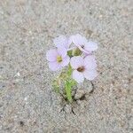 Cakile maritima 花