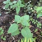 Circaea canadensis Yaprak