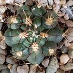 Gymnocalycium pflanzii 葉