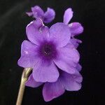 Primula macrophylla 花