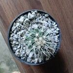 Sclerocactus parviflorus Leaf