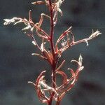 Corispermum declinatum Hostoa