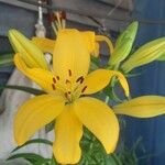 Lilium longiflorumപുഷ്പം