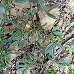 Cleome violacea Habit