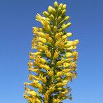 Agave utahensis Virág