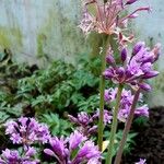 Tulbaghia simmleri Flor