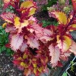 Amaranthus tricolor Blodyn