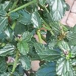 Ceanothus thyrsiflorus Feuille