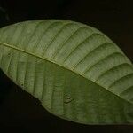 Couma guianensis 葉