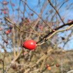 Rosa dumalis Fruit