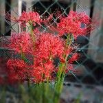 Lycoris radiata Kvet