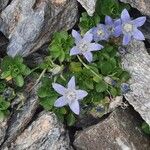 Campanula cenisia Habitatea