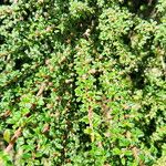 Cotoneaster microphyllus ফল
