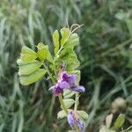 Vicia sativaFlor