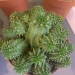 Euphorbia susannae Plante entière