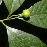Gymnanthes riparia Fruto