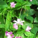 Oxalis debilis Fiore