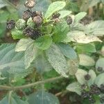 Lippia alba Foglia