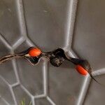 Erythrina lysistemon Levél