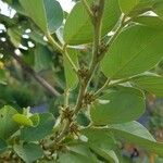 Dendrolobium umbellatum Leaf