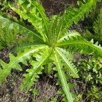 Sonchus congestus Blatt