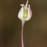 Allium commutatum x Allium porrum Цвят