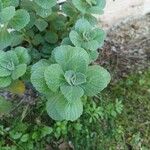 Coleus caninus Leaf