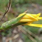 Scorzonera hispanica 花