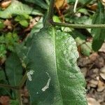 Elephantopus elatus Hoja
