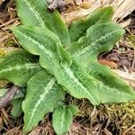 Goodyera oblongifolia Leaf