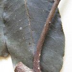 Zanthoxylum pentandrum Máis