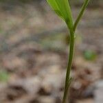 Uvularia puberula Leaf