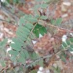 Sorbus koehneana Leaf