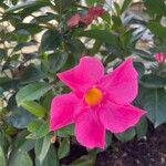 Mandevilla sanderi Flower