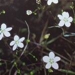 Sagina nodosa Flower