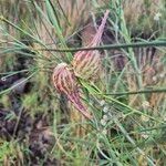 Gomphocarpus integer Fruit