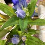 Gentiana andrewsii Lorea