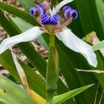 Trimezia northiana Flower