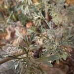 Artemisia absinthiumᱥᱟᱠᱟᱢ