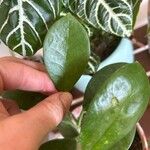 Hoya australis Leaf