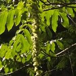 Pterocarya fraxinifolia Fruit